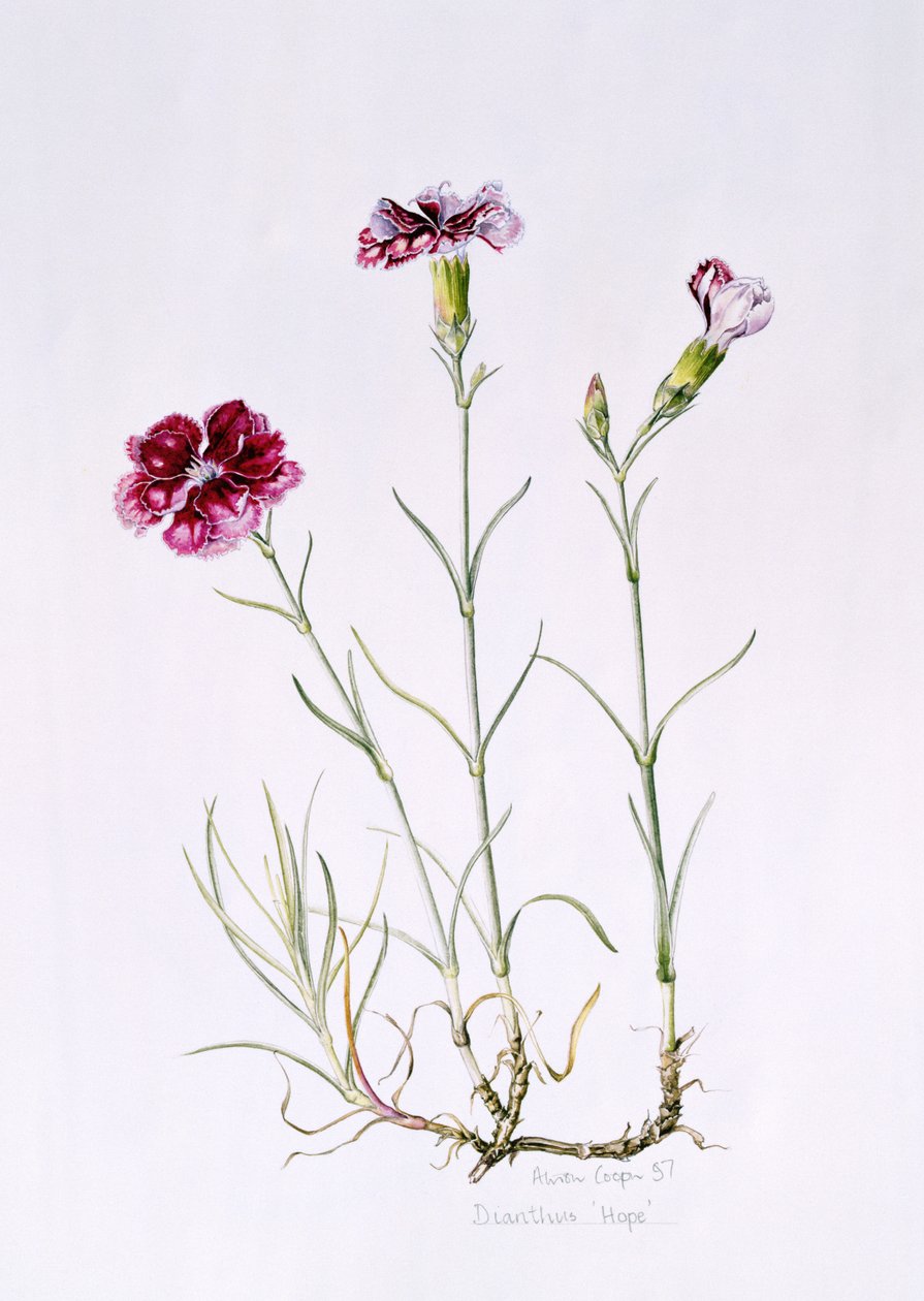 Dianthus Hope, 1997 (wc på papper) av Alison Cooper