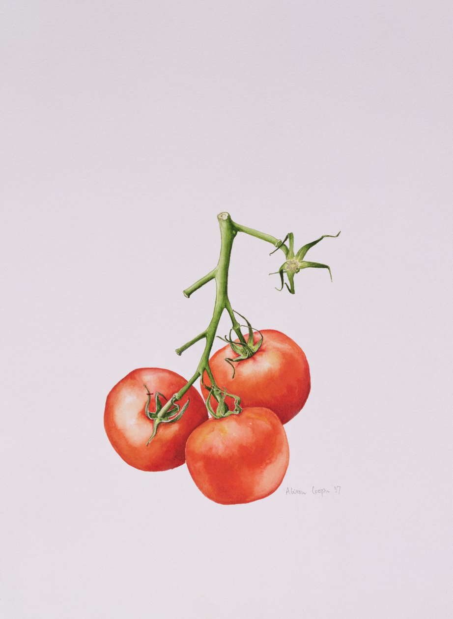 Three Tomatoes on the Vine, 1997 av Alison Cooper