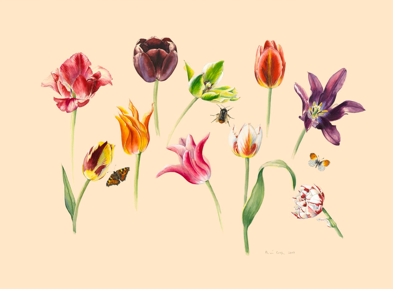 vårtulpaner och insekter av Alison Cooper