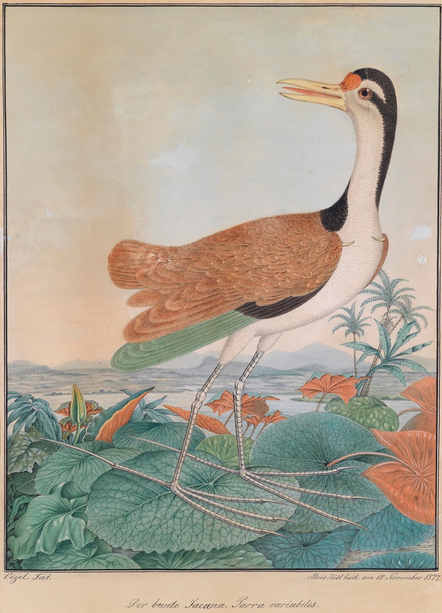 Der bunte Jacana. Parra variabilis. (bunter Spornflügel), über Lilienblätter gehend, im Hintergrund Berge und Meeresküste av Aloys Zötl