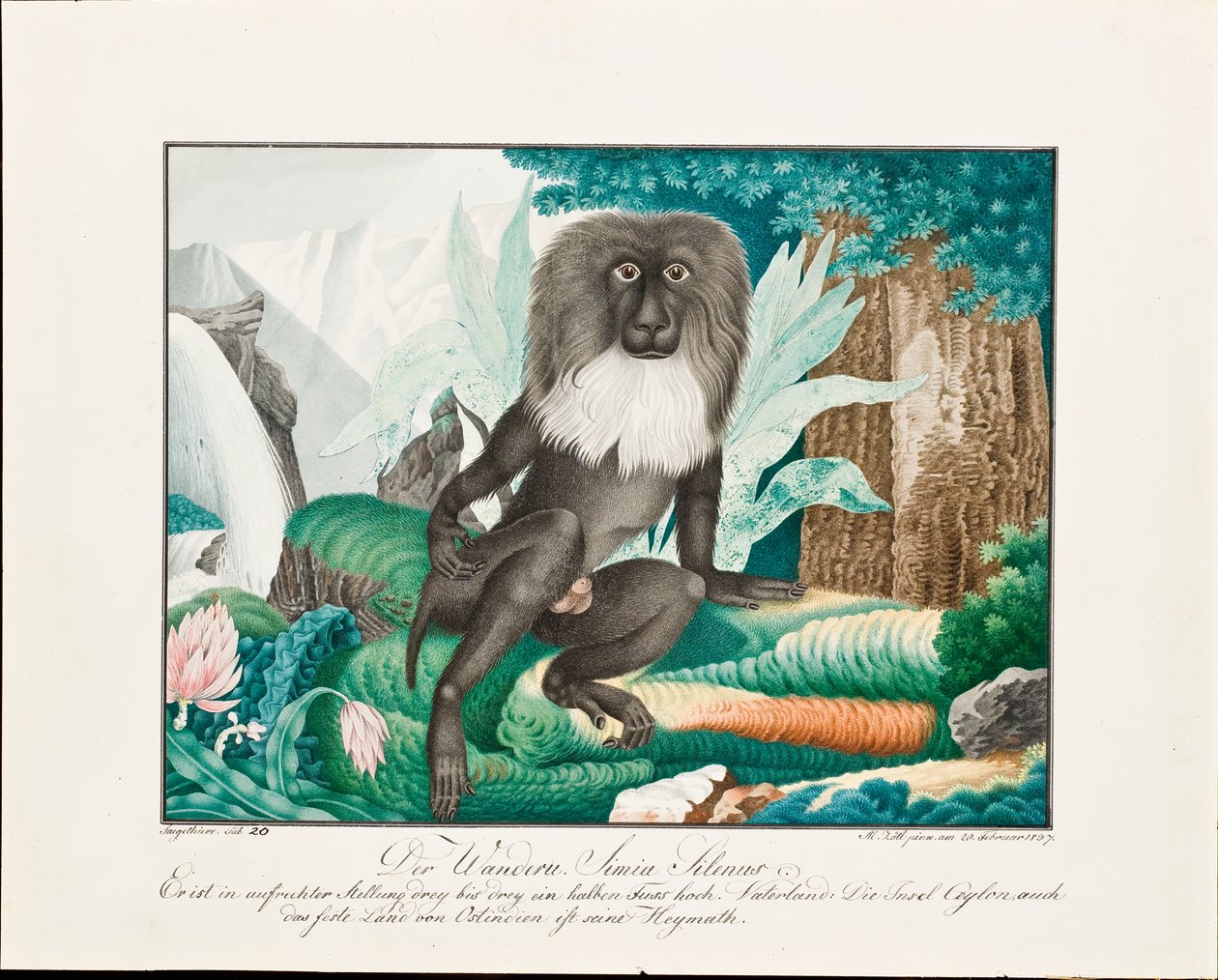 En makak, 1837 av Aloys Zötl