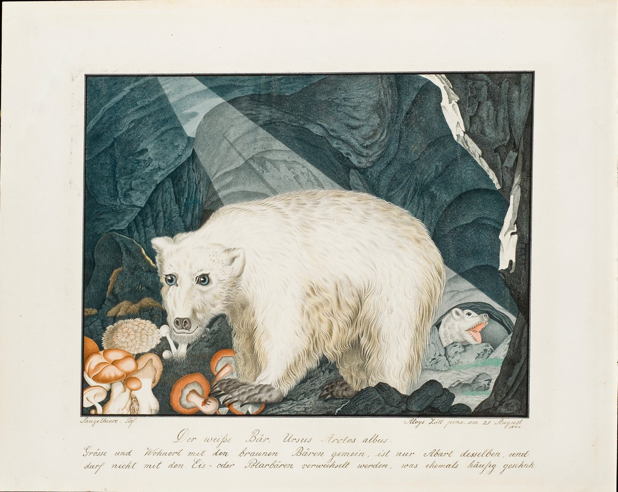 Den vita björnen, 1844 av Aloys Zötl