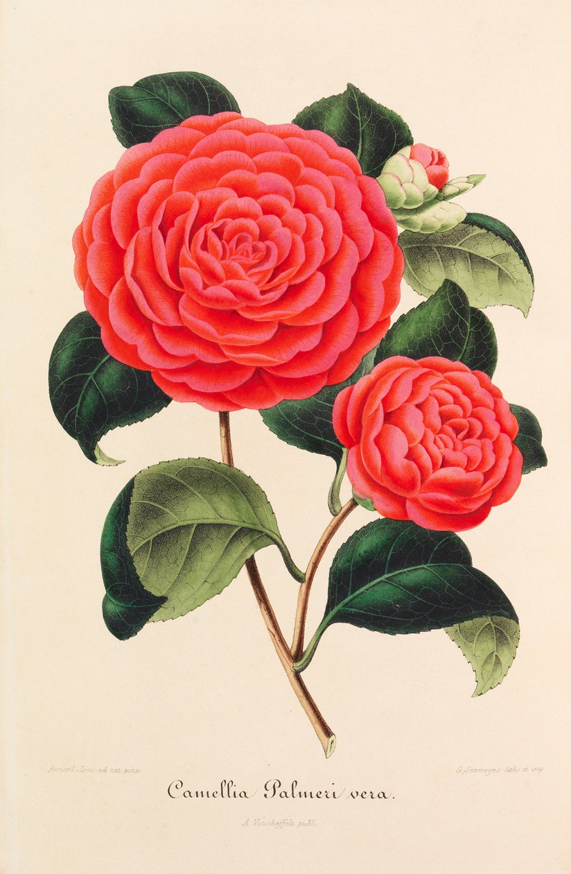 Ny ikonografi av kamelia, 1850-1860. av Ambroise Alexandre Verschaffelt