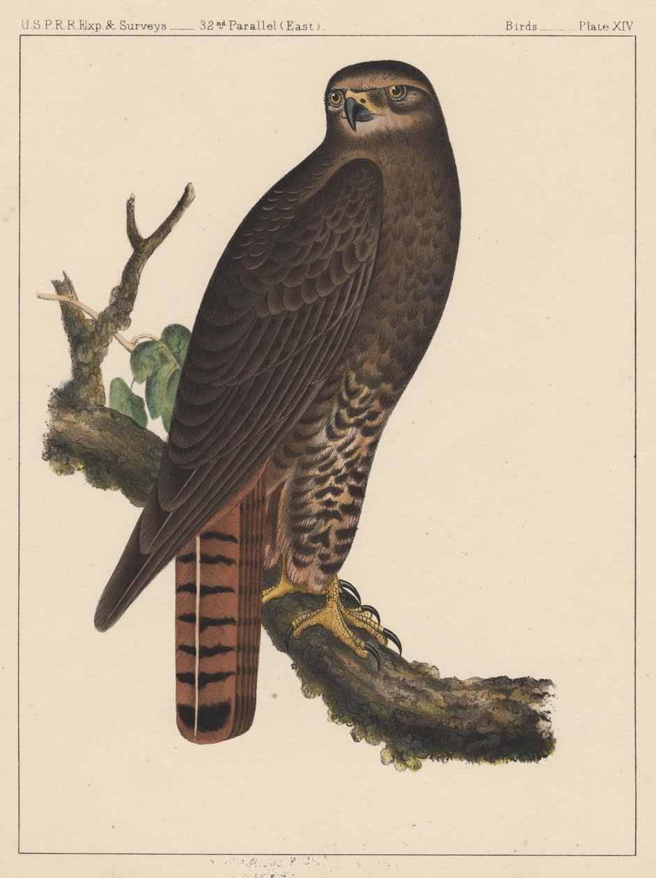 Fåglar, tavla XIV, 1855 av American School