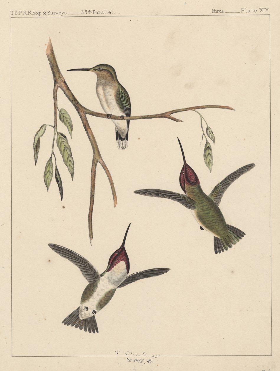 Fåglar, tavla XIX, 1855 av American School