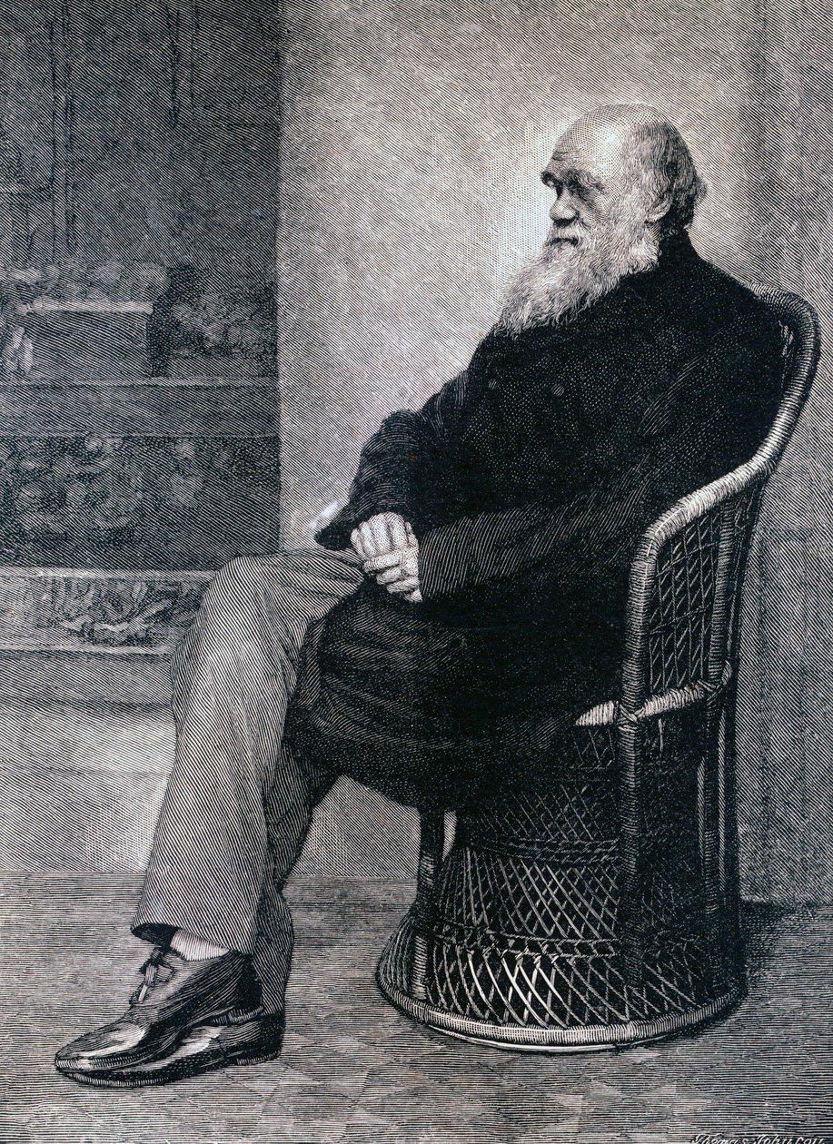 Porträtt av Charles Darwin av American School