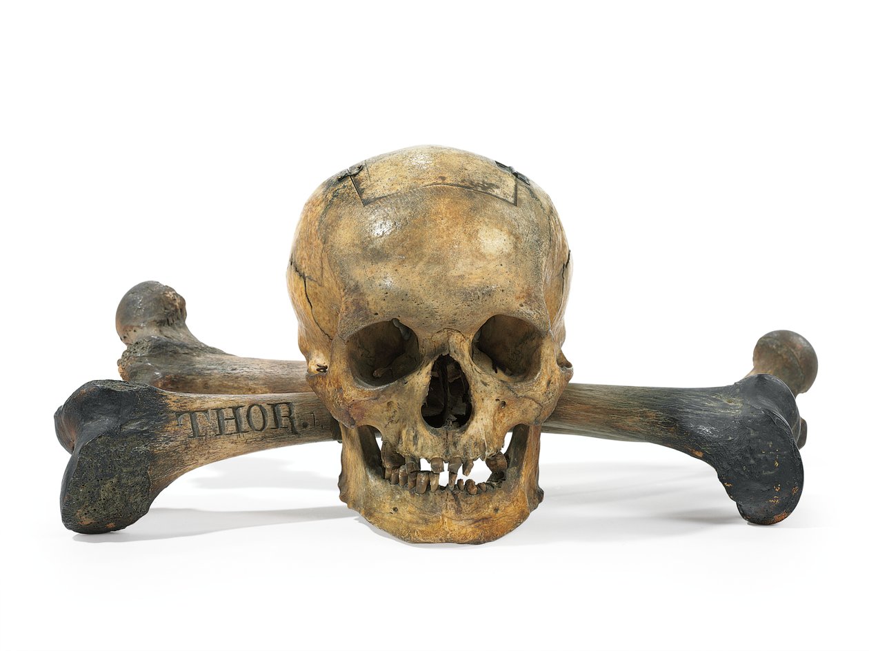 Skull-and-Bones valurna (ben) av American School