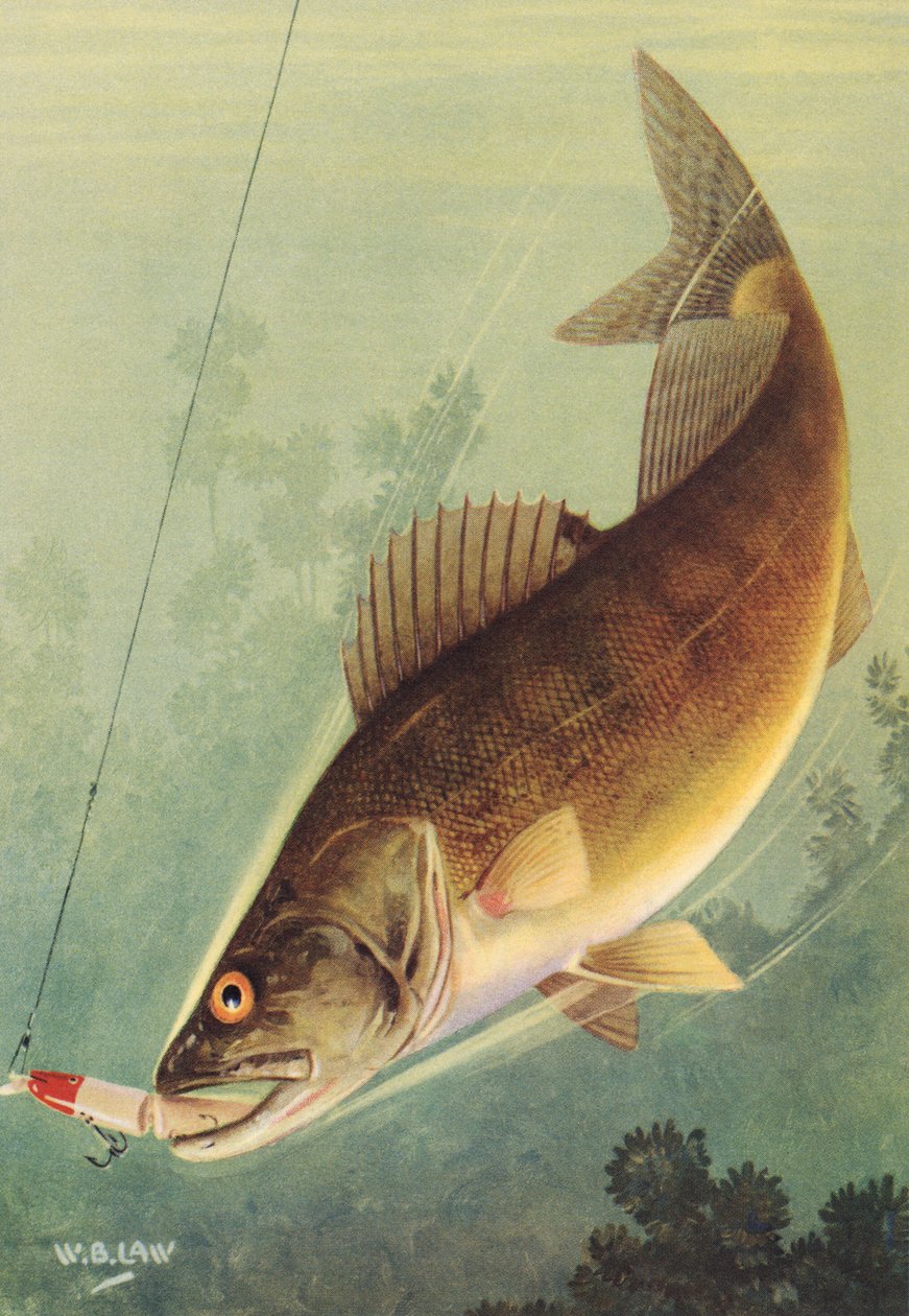 Sportfiske: Walleye Striking a Lure av American School
