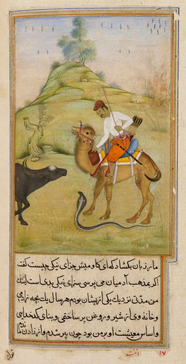 The Camel Rider, illustration från 