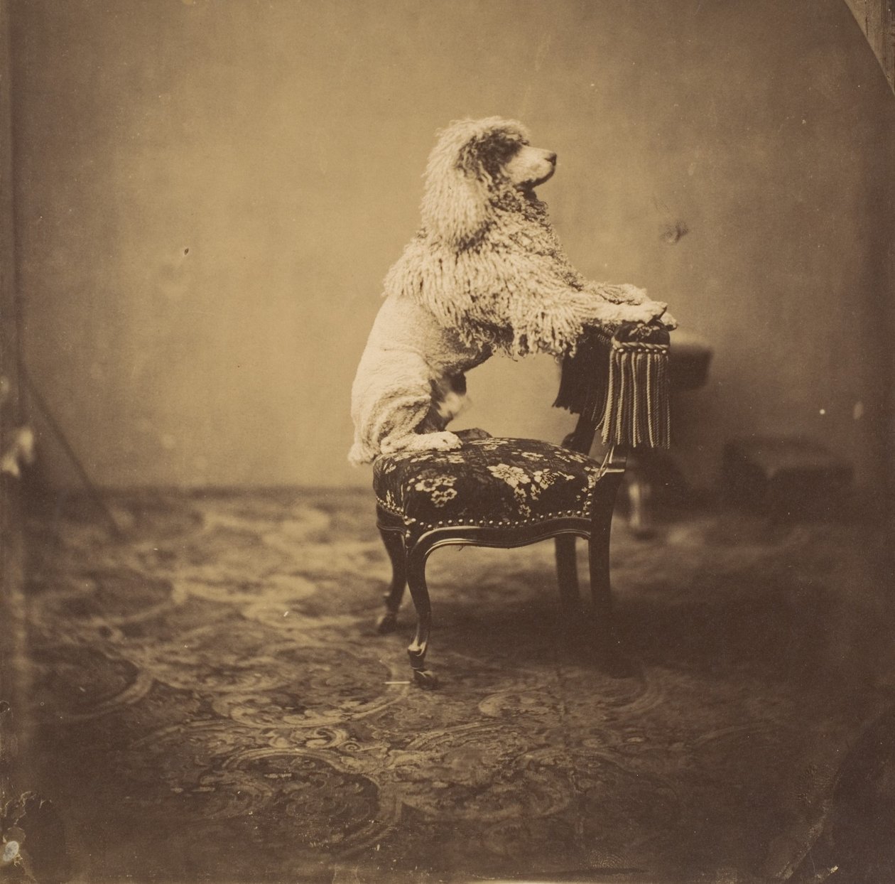 [kejsarinnan Eugenies pudel], 1850-talet. av Andre Adolphe Eugene Disderi