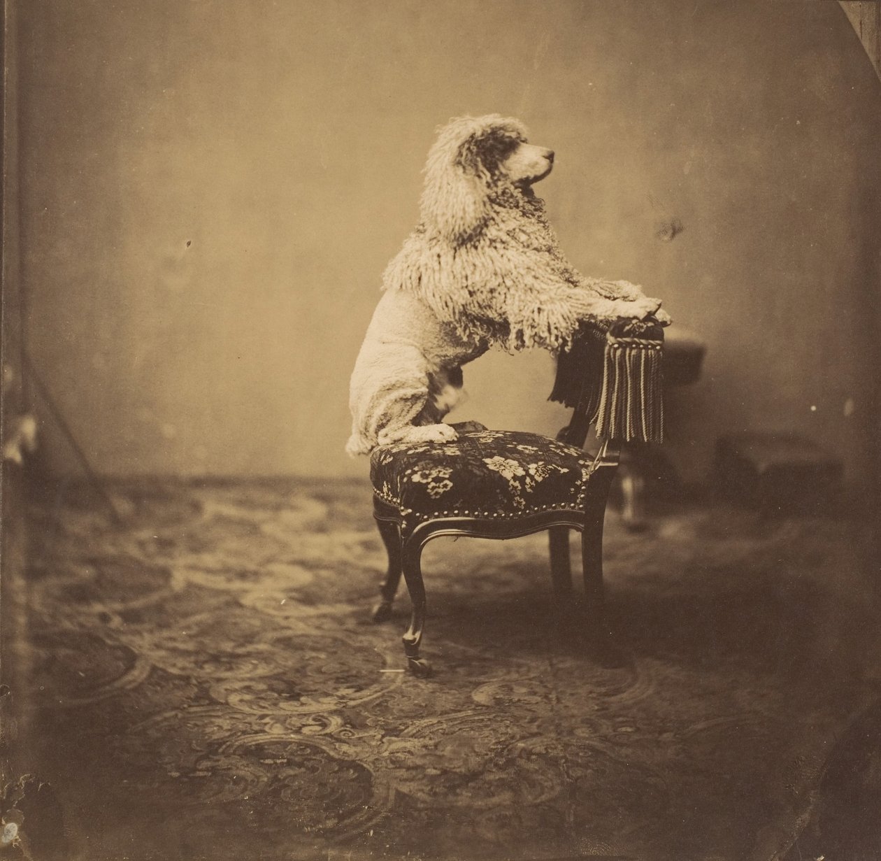 [kejsarinnan Eugenies pudel], 1850-talet. av Andre Adolphe Eugene Disderi