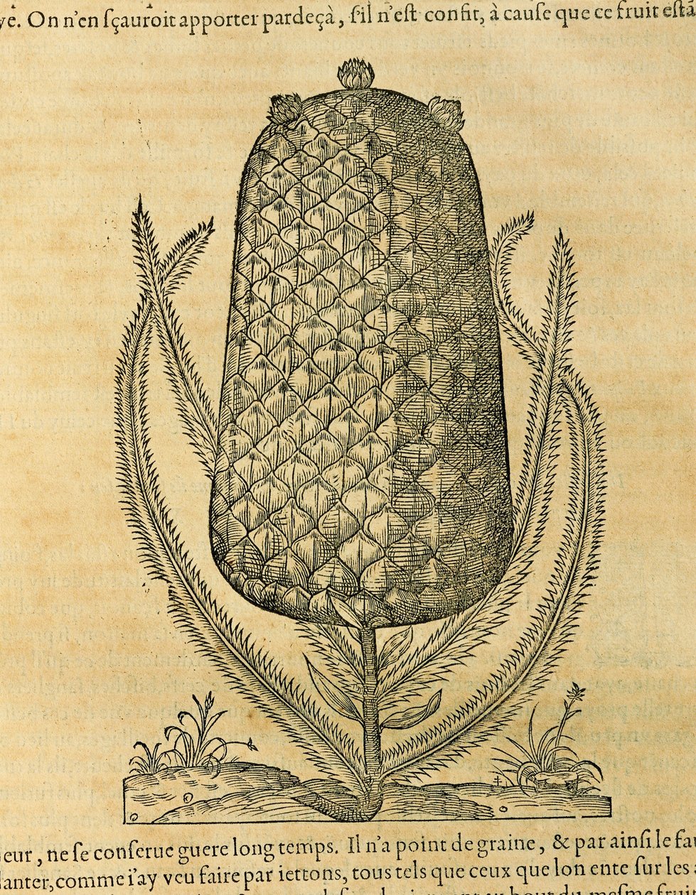 Ananas (ananas comosus), gravyr av Andre Thevet av Andre Thevet