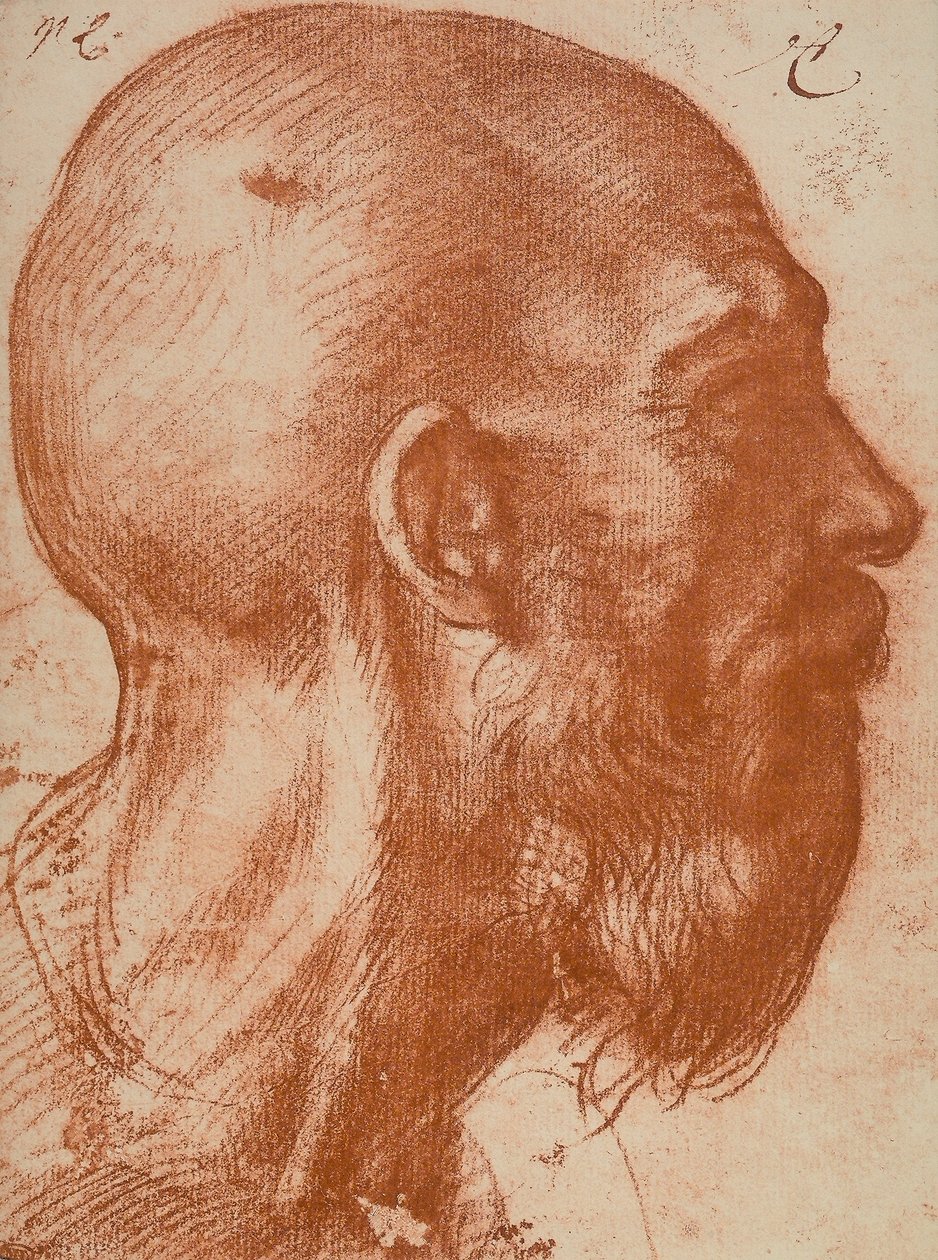 Mans huvud i profil av Andrea del Sarto