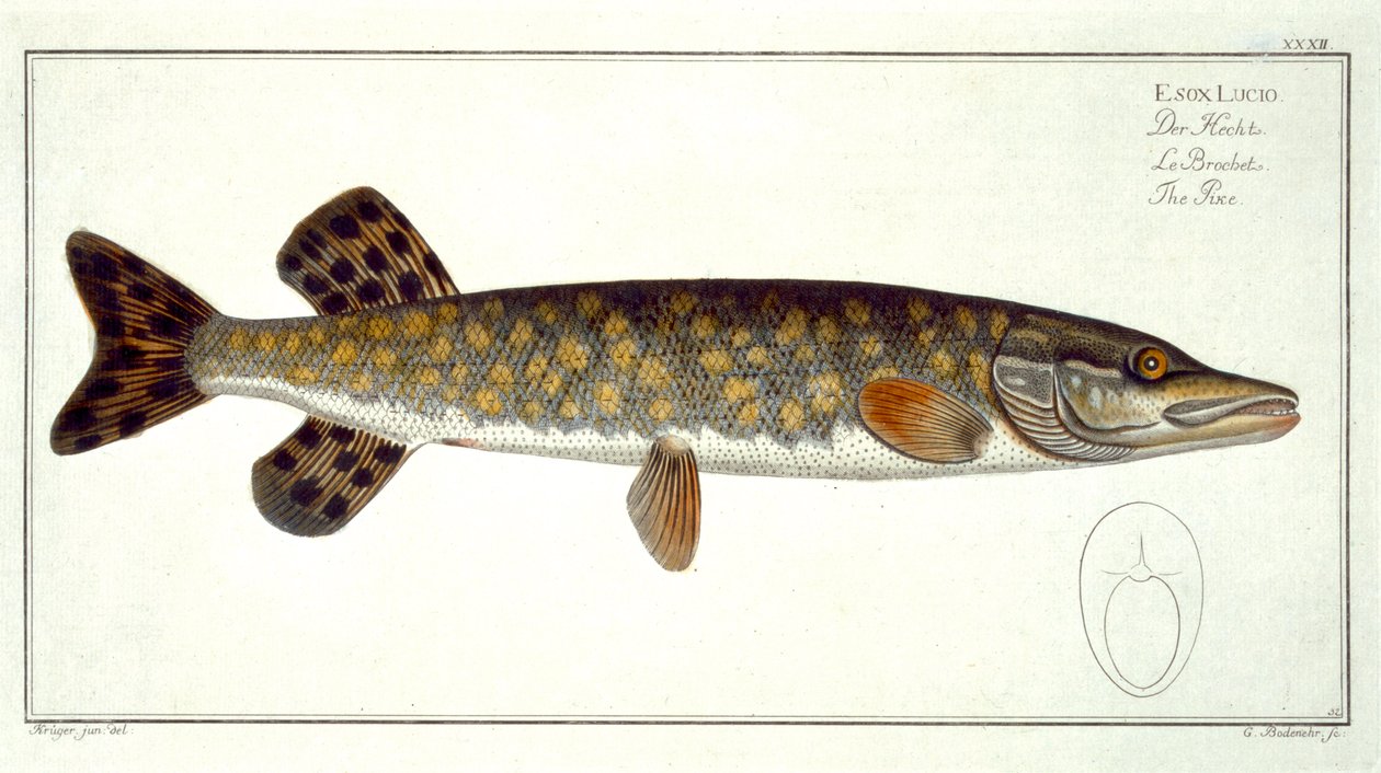 Gädda (Esox Lucio), tavla XXXII från "Ichthyologie, ou histoire naturelle generale et particuliere des poissons", av Marcus Elieser Bloch (1723-99), graverad av Gabriel Bodenehr (1673-1766), publicerad i av Andreas Ludwig Kruger