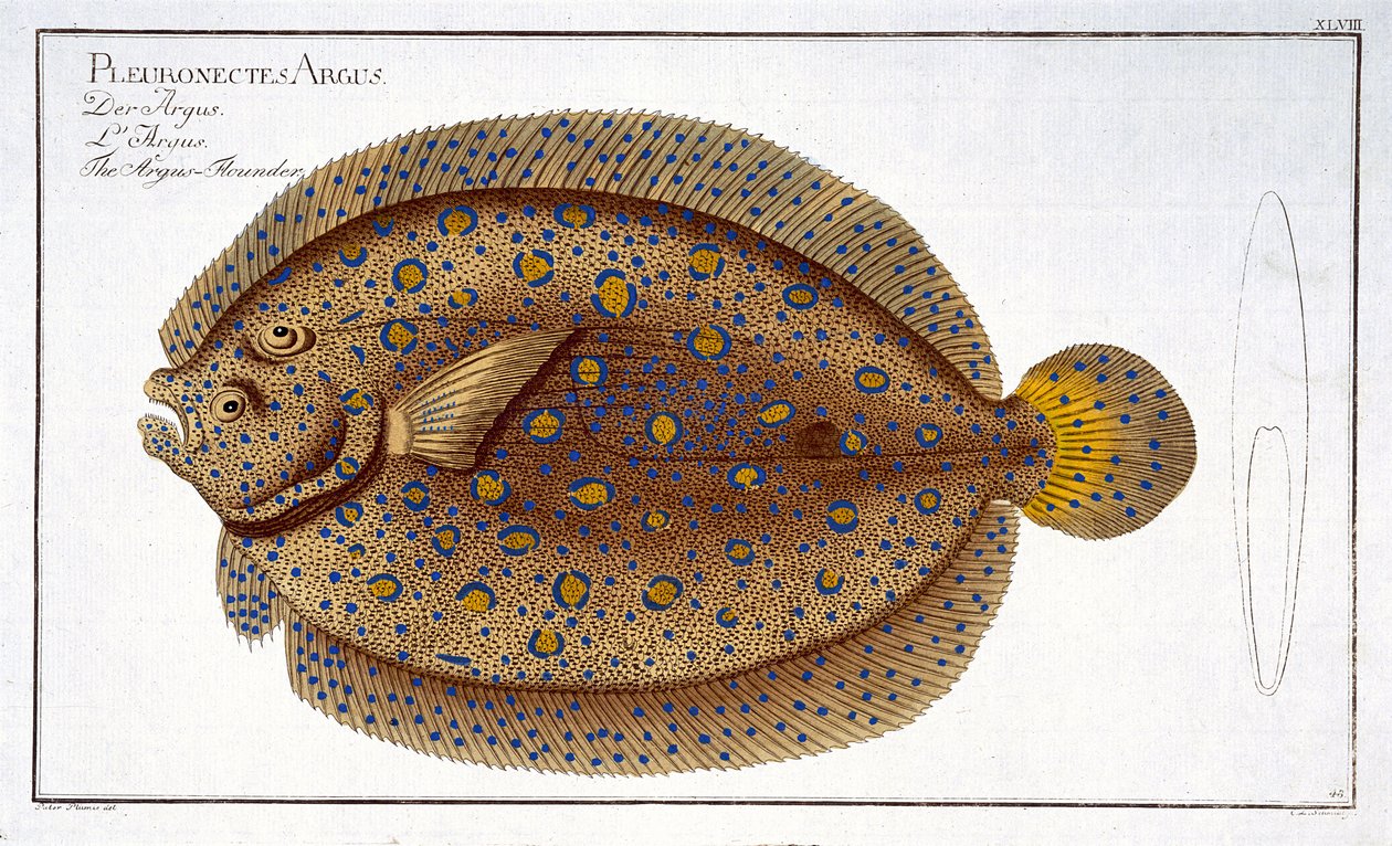 Argusflundran (Pleuronectes Argus) tallrik XLVIII från 