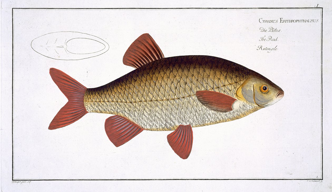 Röd karp (Cyprinus Erithrophthalmus), tavla I från "Ichthyologie, ou histoire naturelle generale et particulare des poissons", av Marcus Elieser Bloch (1723-99), graverad av Gabriel Bodenehr (1673-1766). av Andreas Ludwig Kruger