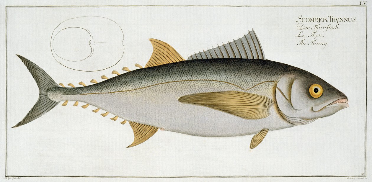 Tonfisk (Scomber Thynnus) platta LV från "Ichthyologie, ou histoire naturelle generale et particuliere des poissons", av Marcus Elieser Bloch (1723-99), graverad av Ludwig Schmidt, publicerad ca 1785-99 (co av Andreas Ludwig Kruger