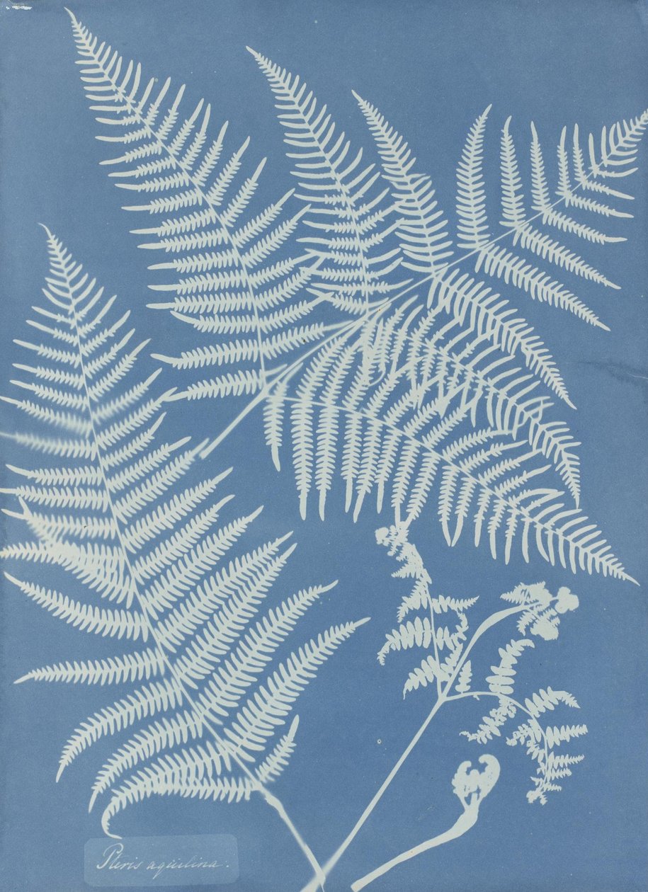 Pteris aquilina av Anna Atkins