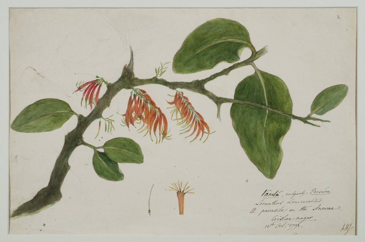 Dendrophthoe falcata (orange mistel), 1785 (wc på papper) av Anna Maria Jones