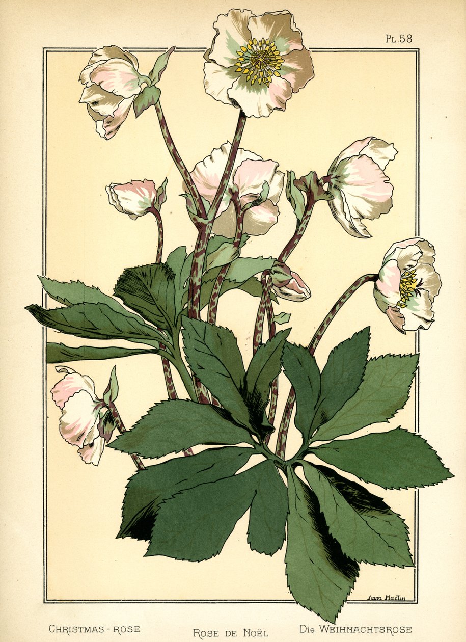 Julrosen av Anna Martin
