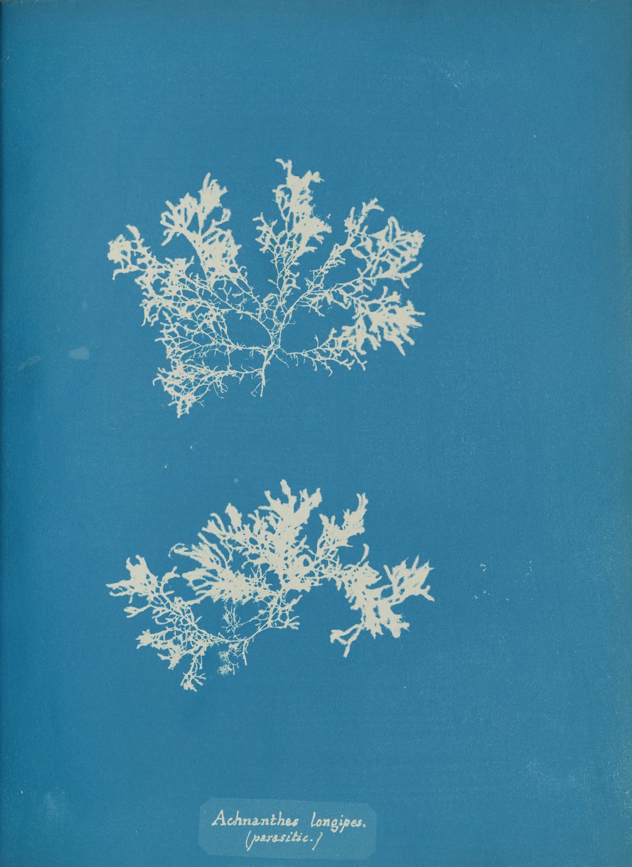 Achnanthes longipes. parasitisk., ca. 1853. av Anna Atkins