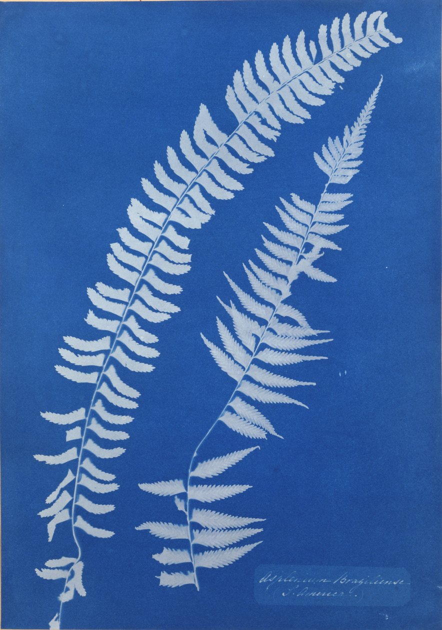Asplenium Braziliense, S. Amerika av Anna Atkins