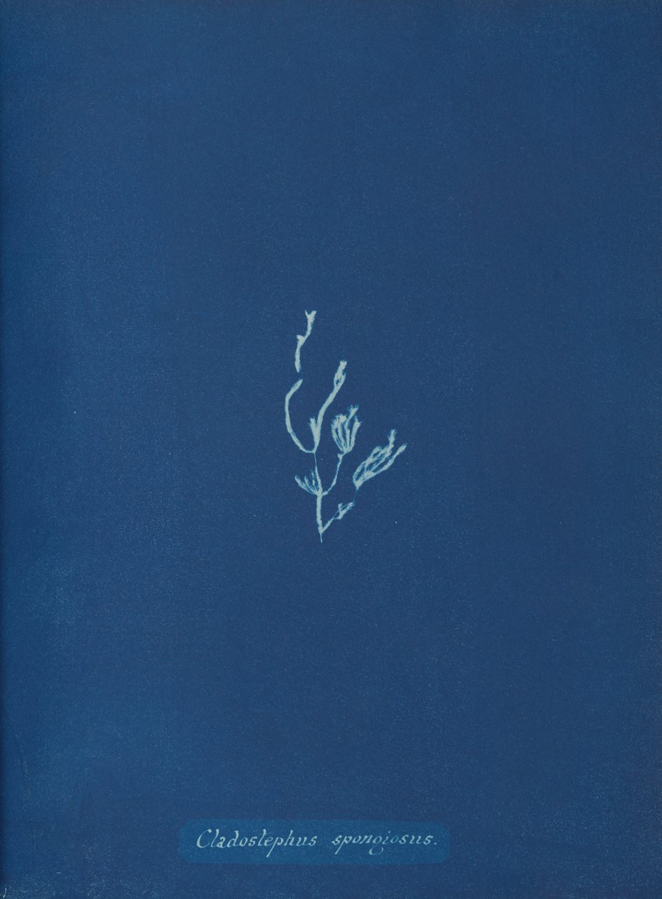 Cladostephus spongiosus, ca. 1853 av Anna Atkins