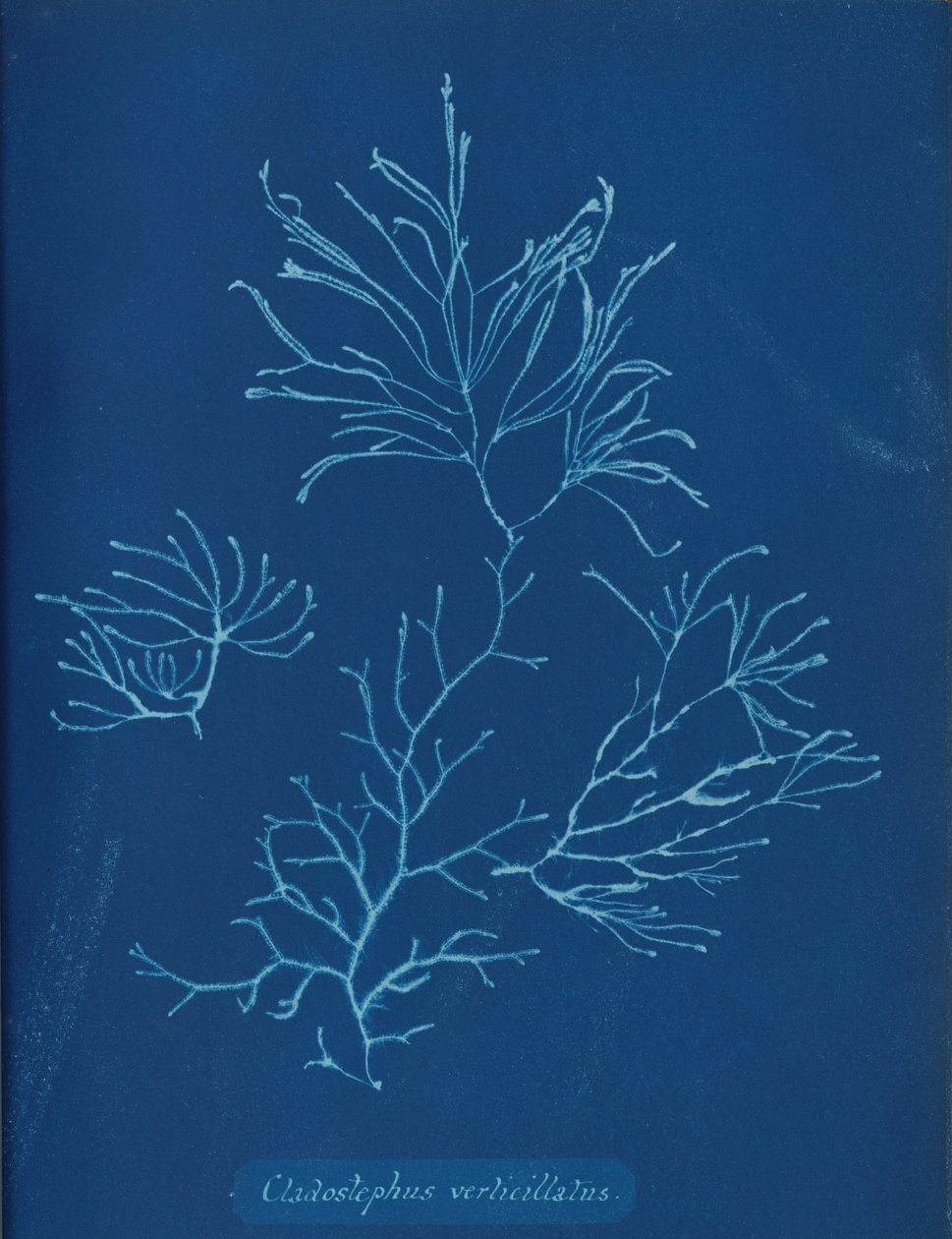Cladostephus verticillatus, ca. 1853 av Anna Atkins
