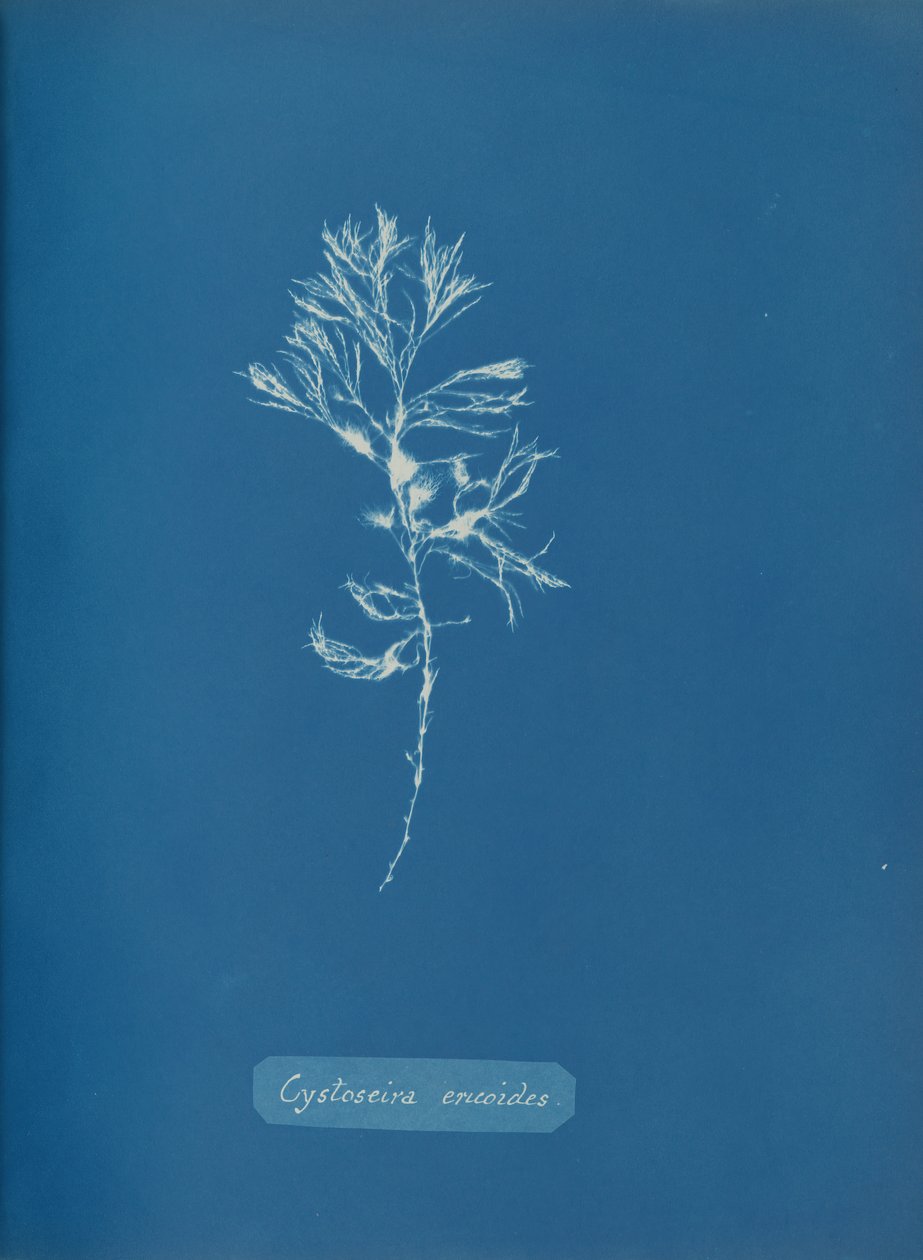 Cystoseira ericoides, ca. 1853. av Anna Atkins