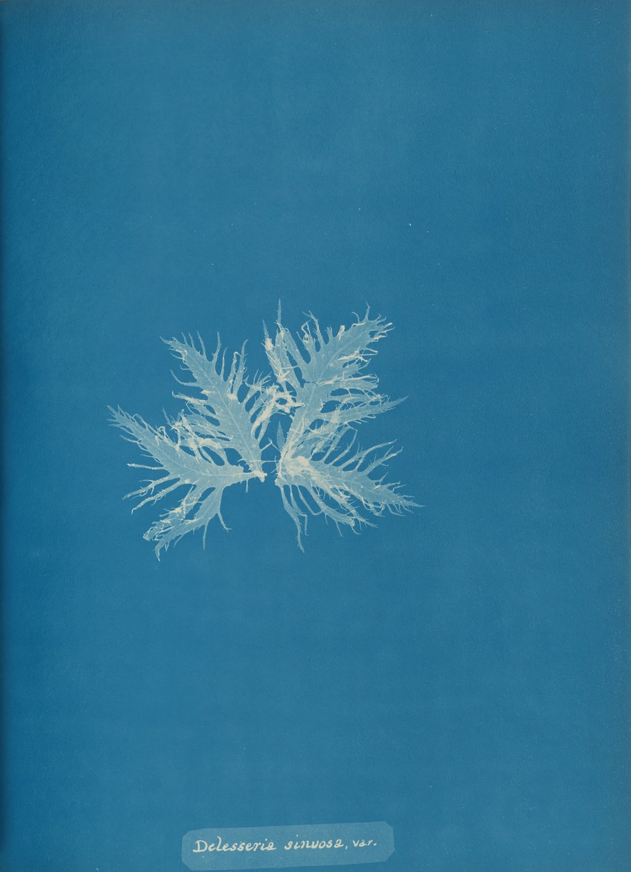 Delesseria sinvosa, var., ca. 1853. av Anna Atkins