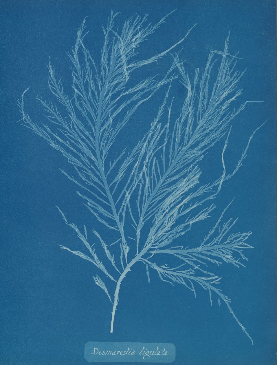 Flytande desmarestia, ca. 1853. av Anna Atkins