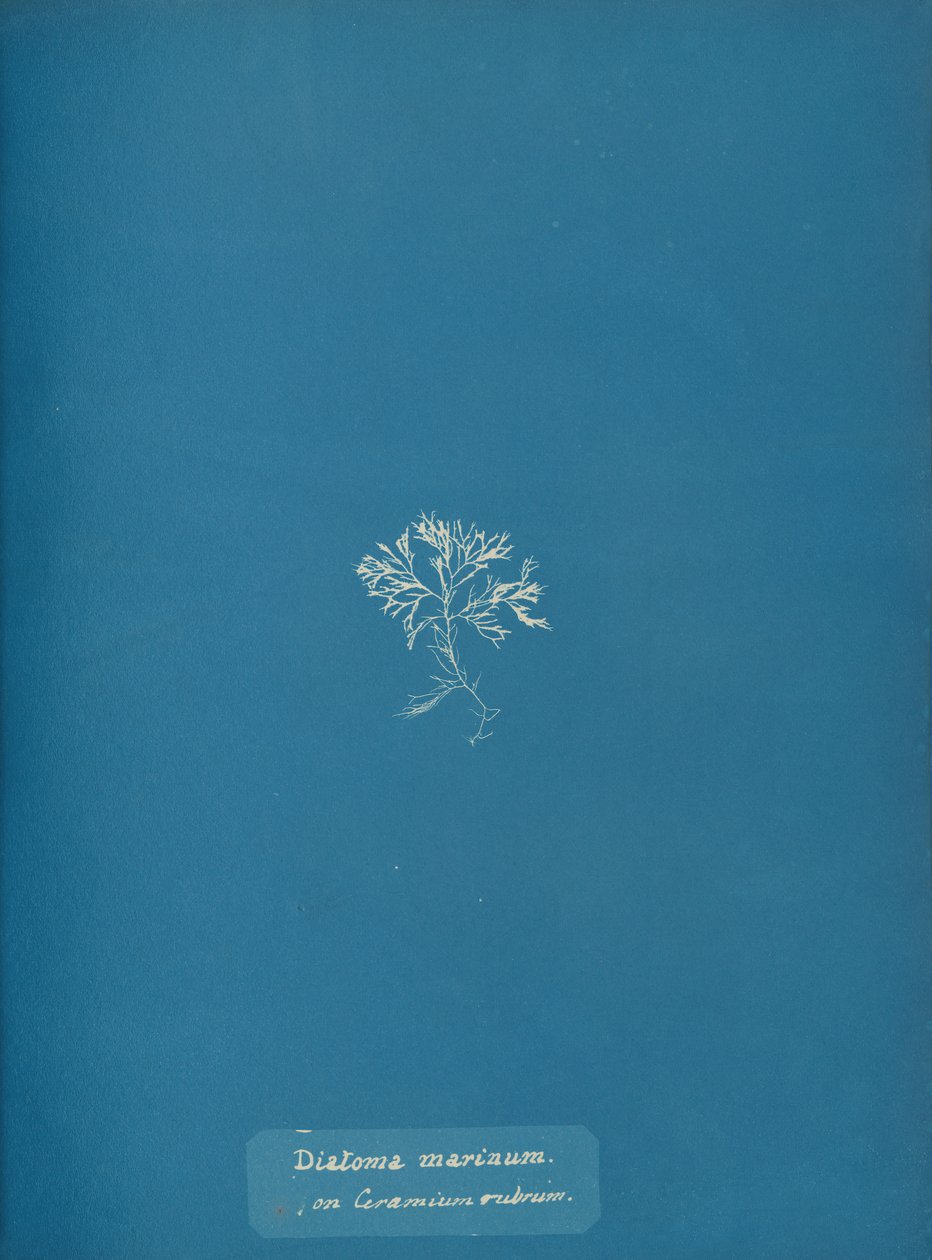 Marina kiselalger på Ceramium rubrum, ca. 1853 av Anna Atkins