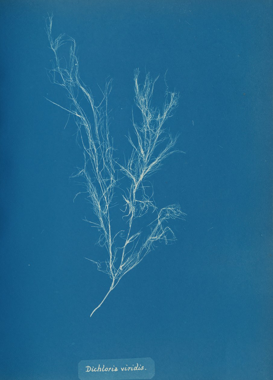 Dichloria viridis, ca. 1853. av Anna Atkins