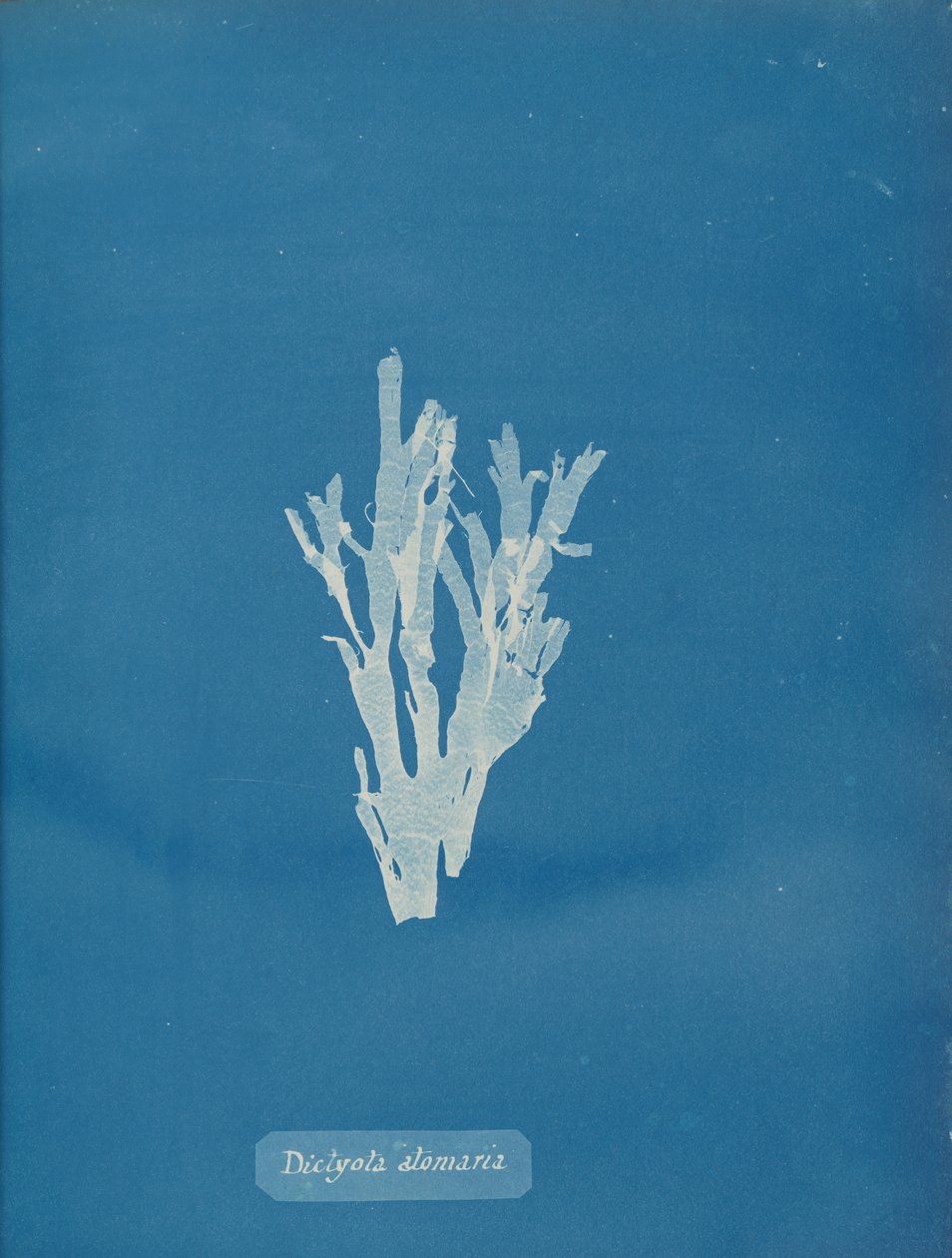 Dictyota atomaria, ca. 1853. av Anna Atkins
