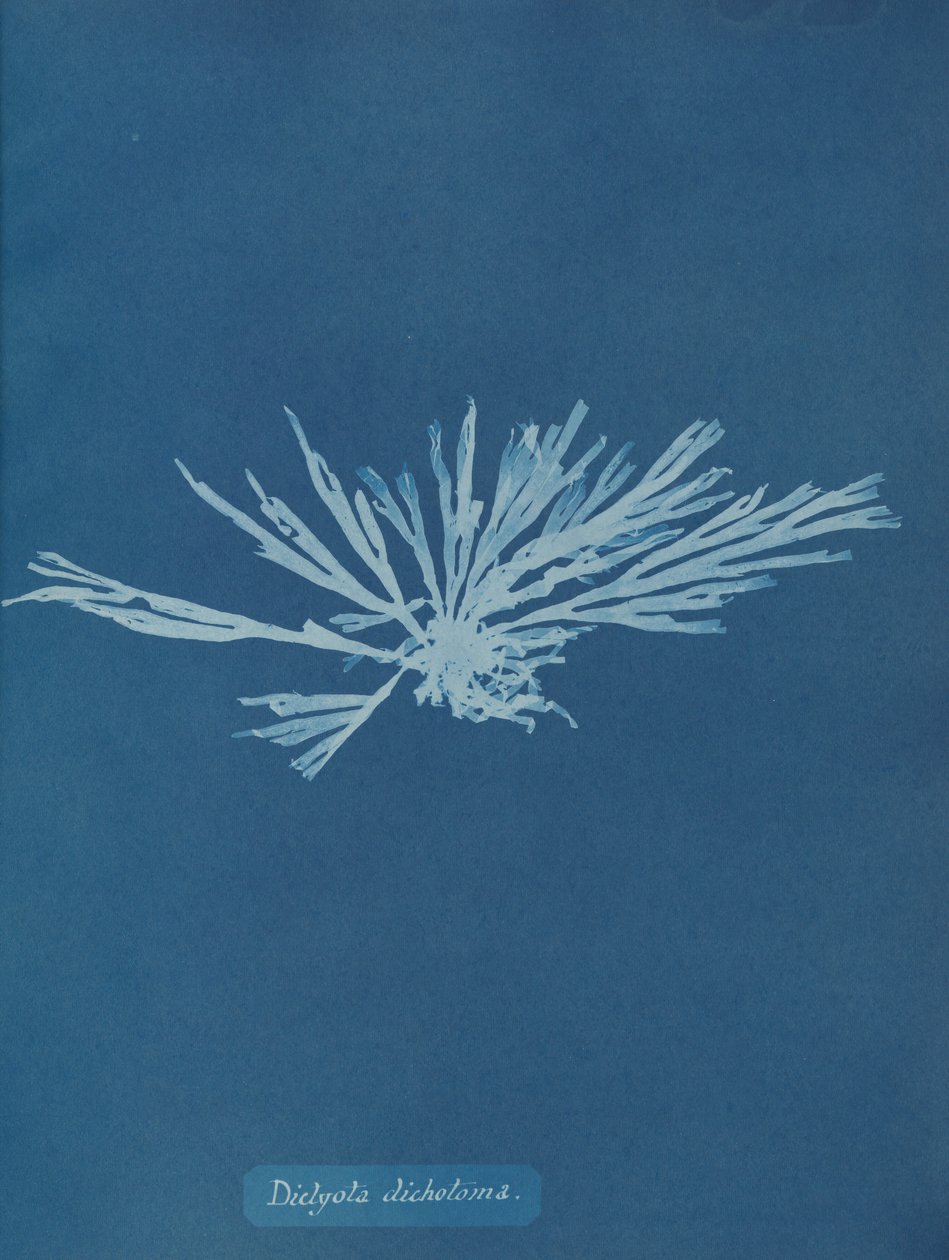 Dictyota dichotoma, ca. 1853. av Anna Atkins