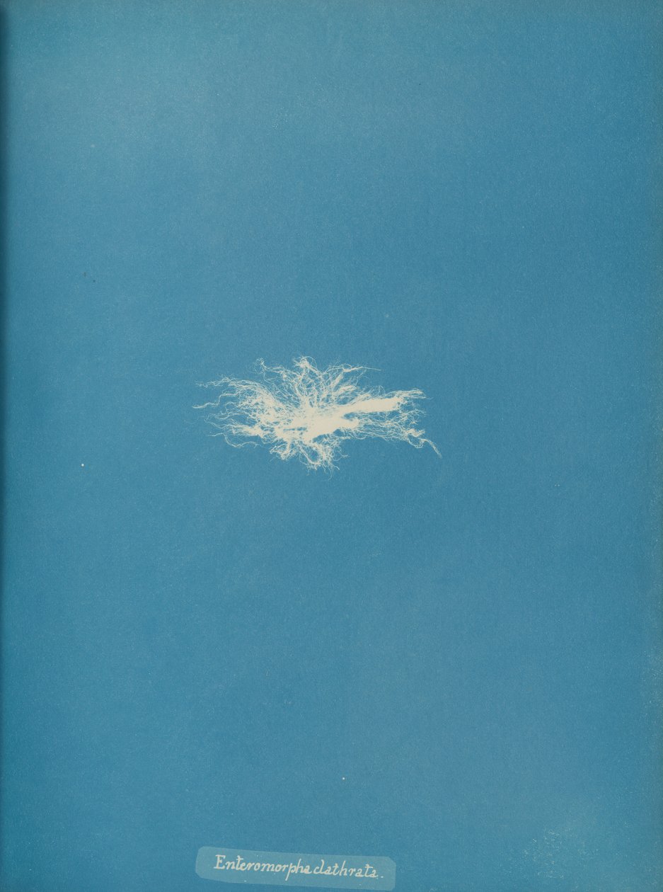 Enteromorpha clathrata, ca. 1853. av Anna Atkins