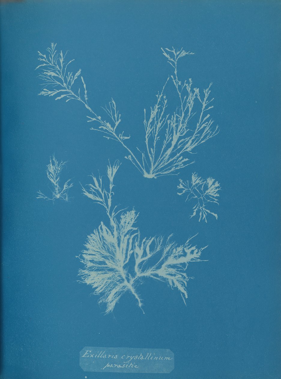 Exillaria crystallinum parasitic, ca. 1853. av Anna Atkins