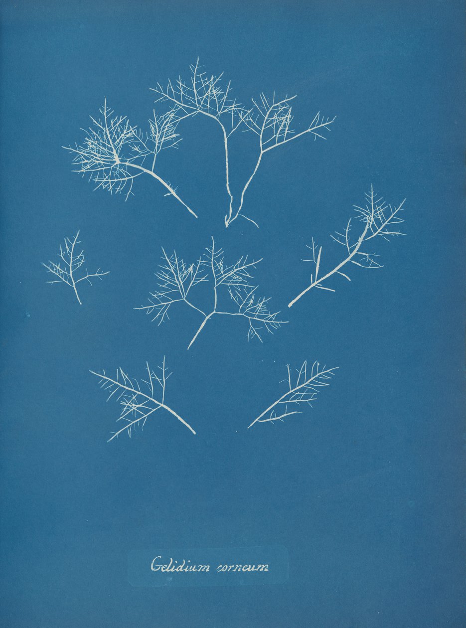 Korneal frost, ca. 1853 av Anna Atkins