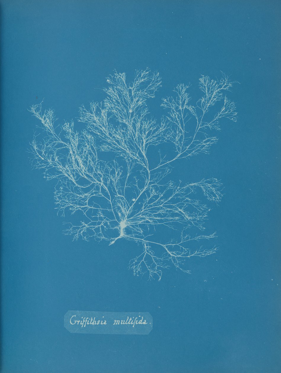 Griffithsia multifida, ca. 1853. av Anna Atkins