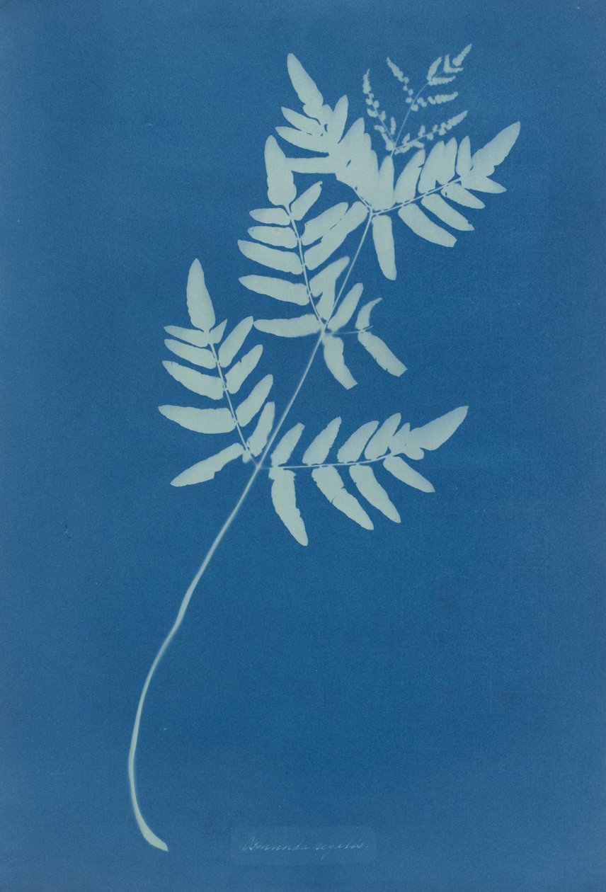Osmunda Rigalis (Australien) av Anna Atkins