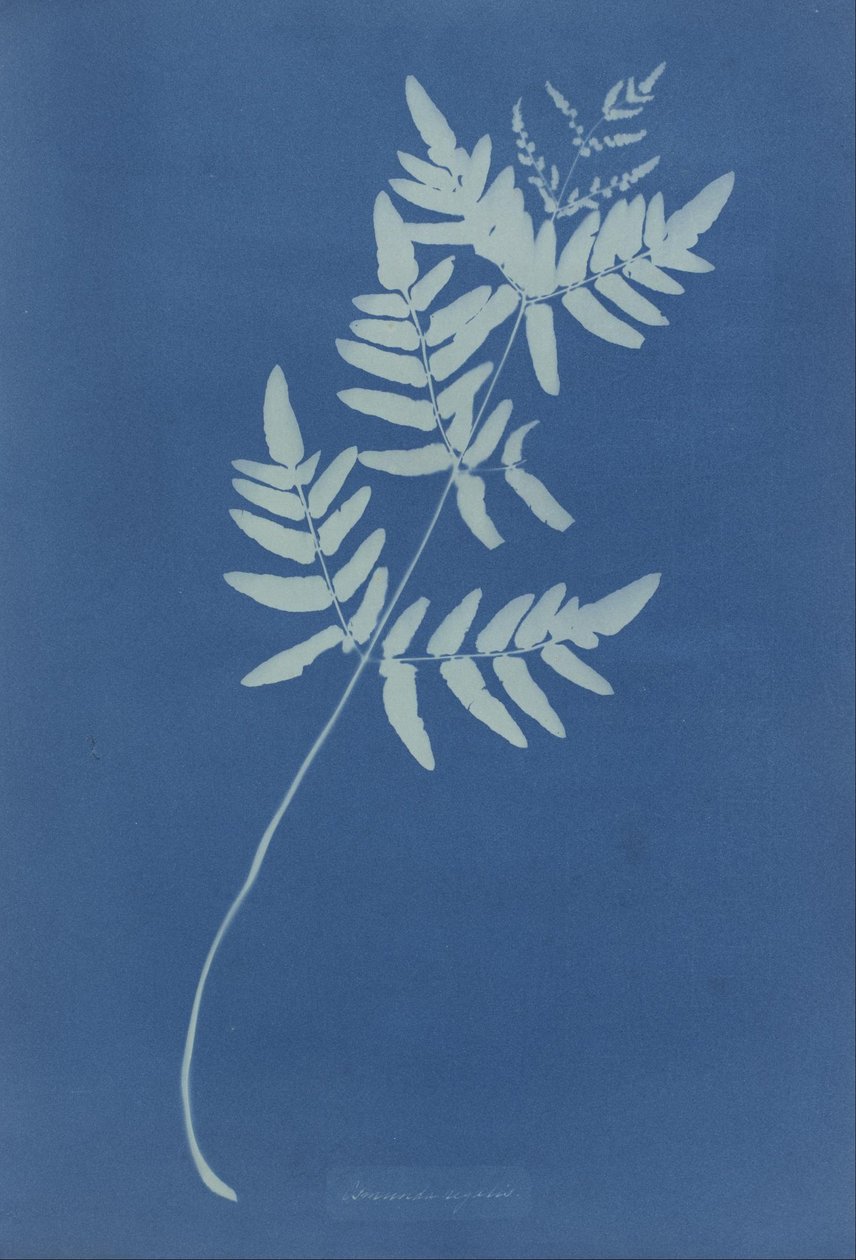 Osmunda Rigalis (Australien) av Anna Atkins