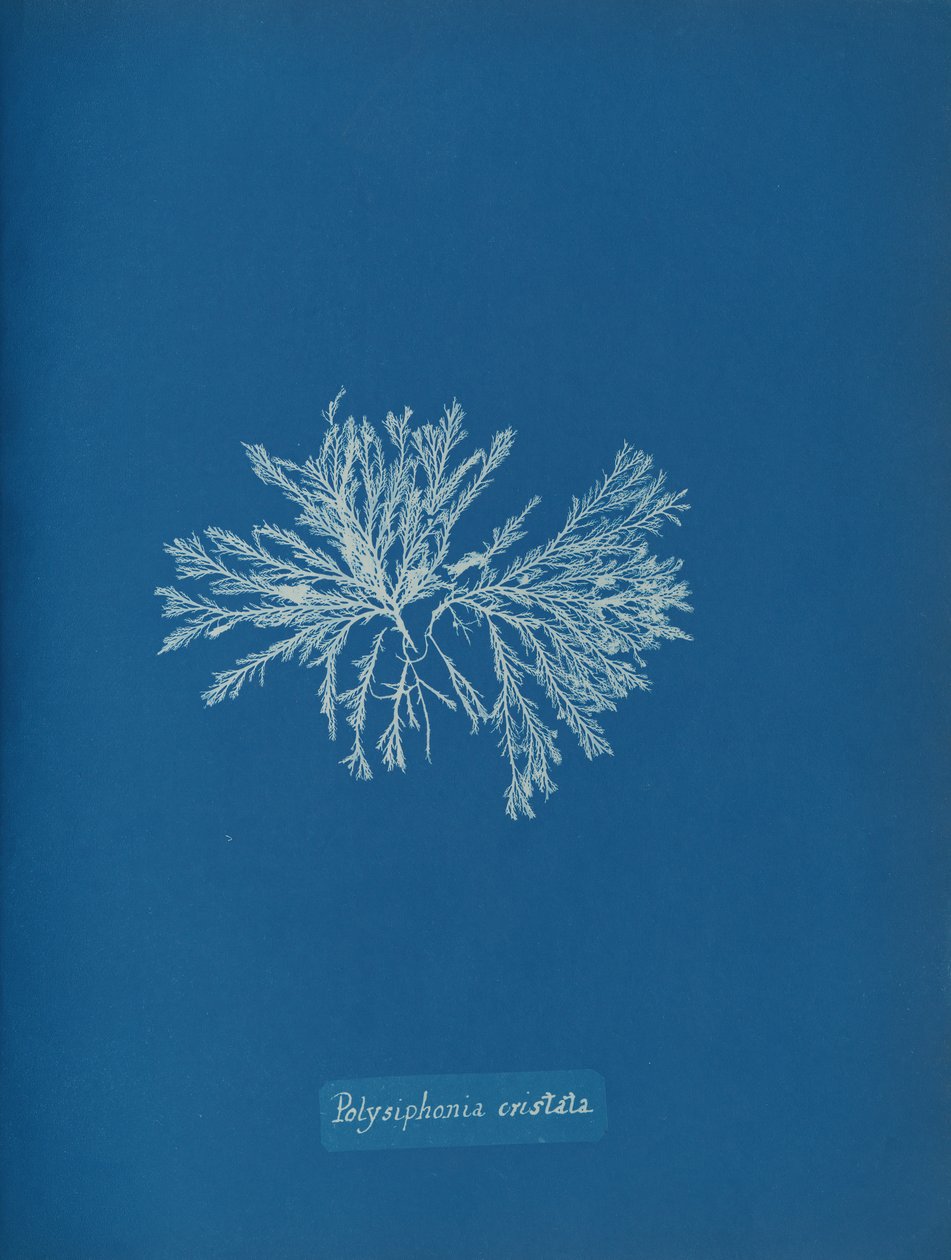 Polysiphonia cristata, ca. 1853. av Anna Atkins