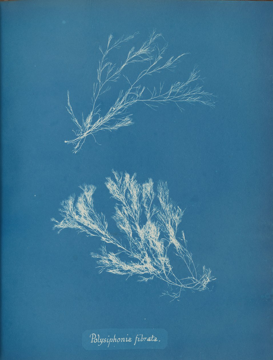 Polysiphonia fibrata, ca. 1853. av Anna Atkins