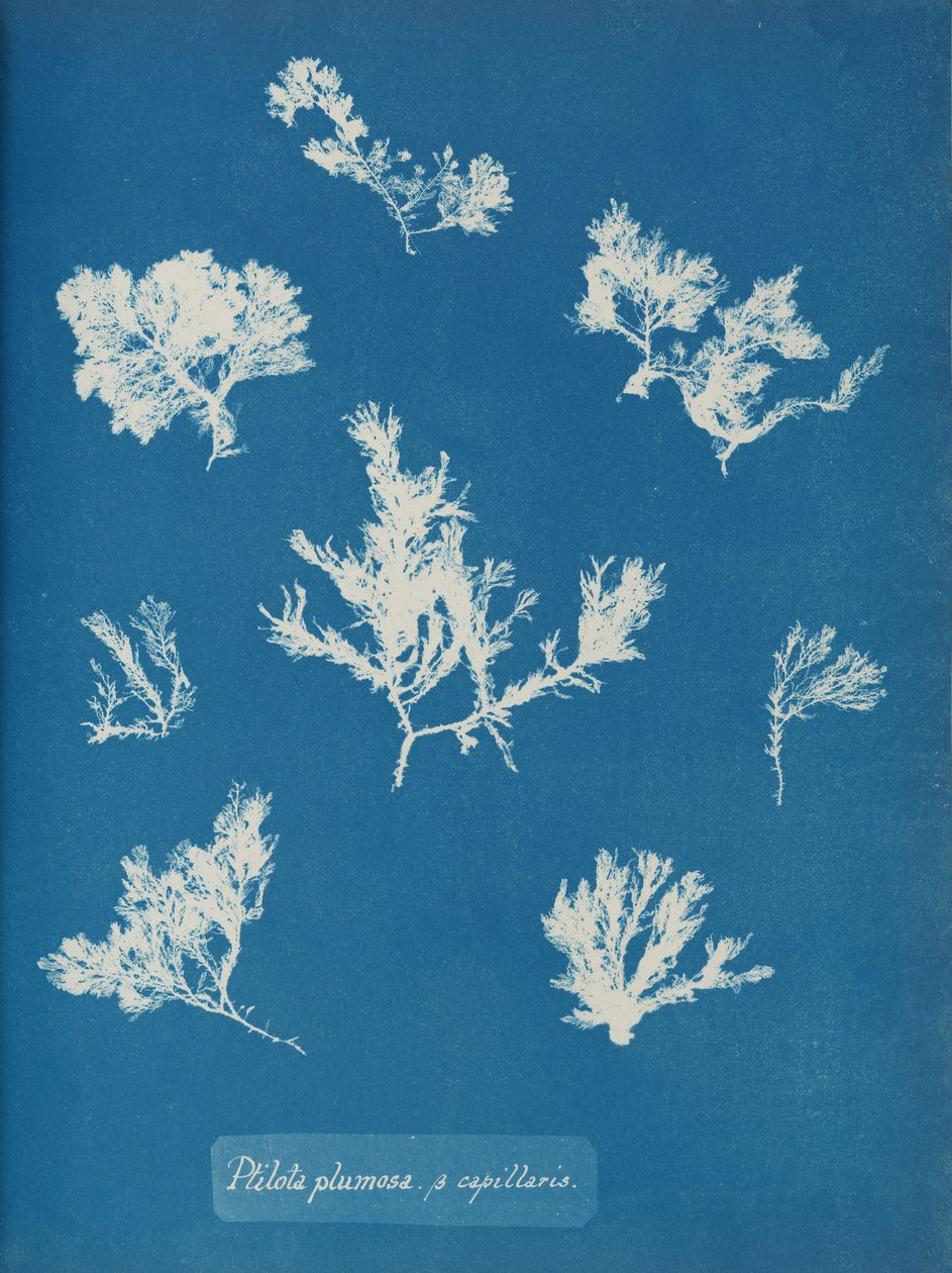 Ptilota plumosa. ß kapillärer, ca. 1853. av Anna Atkins