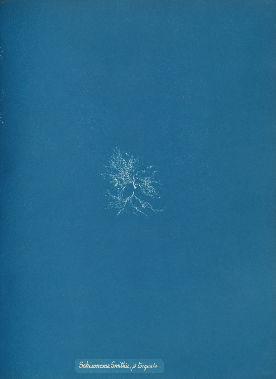 Schizonema Smithii, ß torqata, ca. 1853. av Anna Atkins