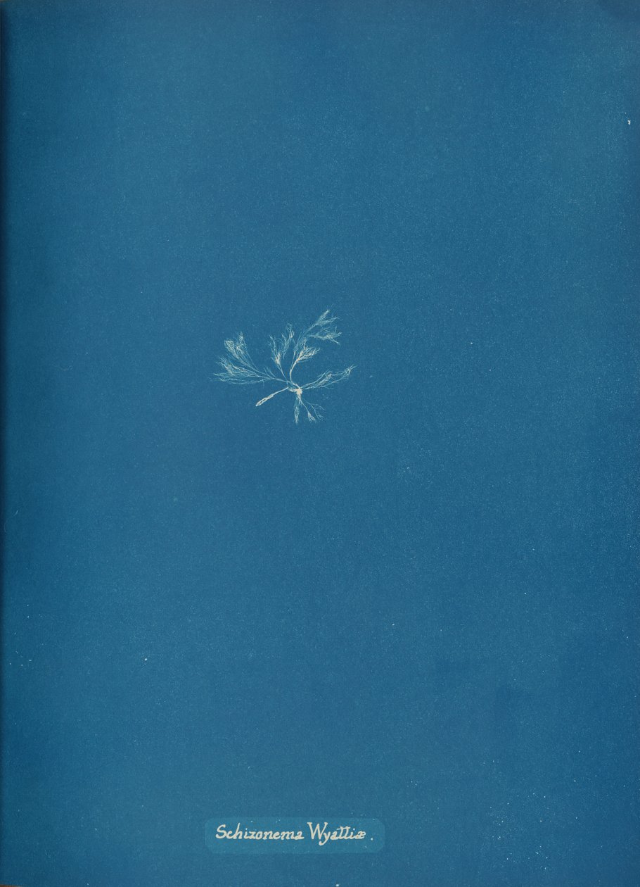 Schizonema Wyattiæ, ca. 1853. av Anna Atkins