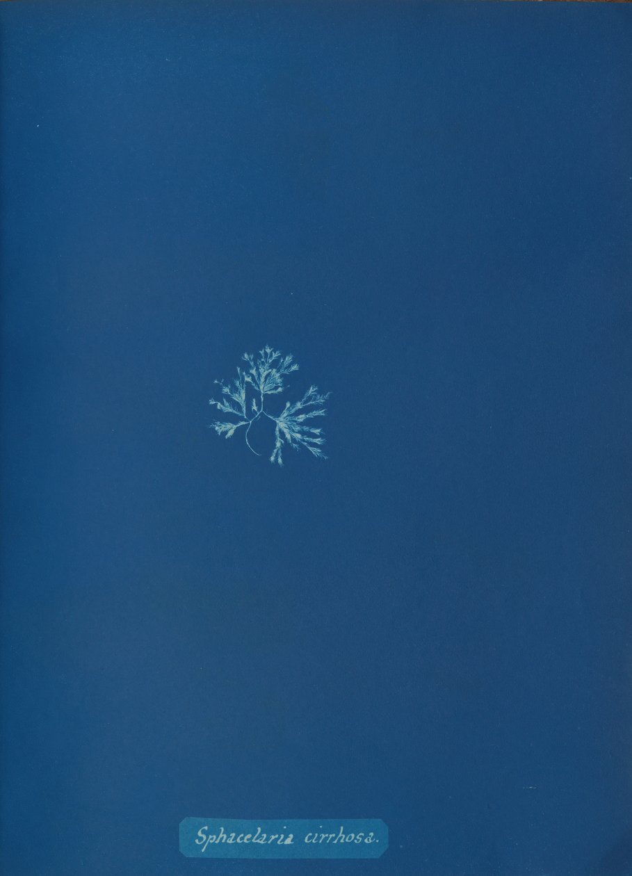 Sphacelaria cirrhosa, ca. 1853. av Anna Atkins