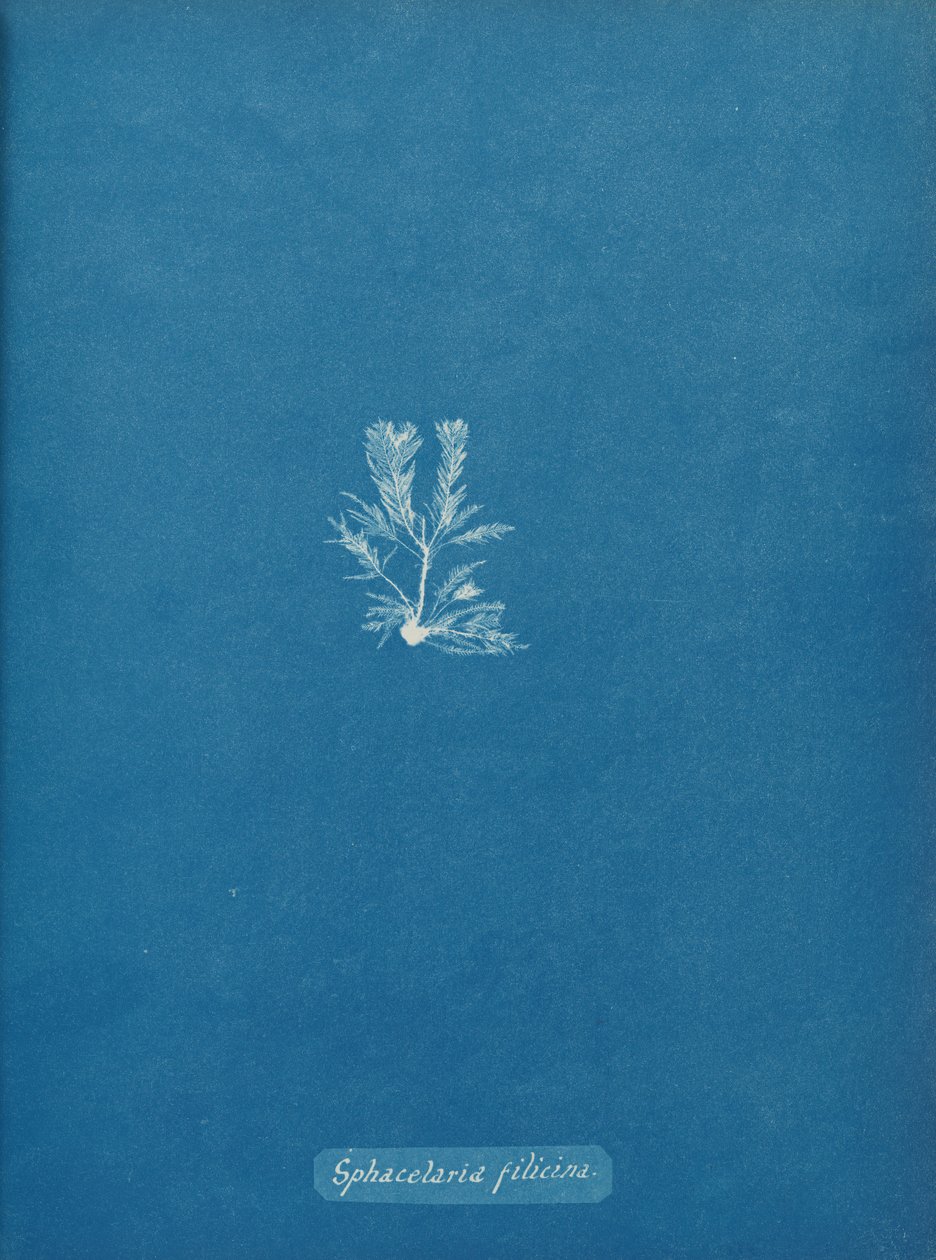 Sphacelaria filicina, ca. 1853. av Anna Atkins