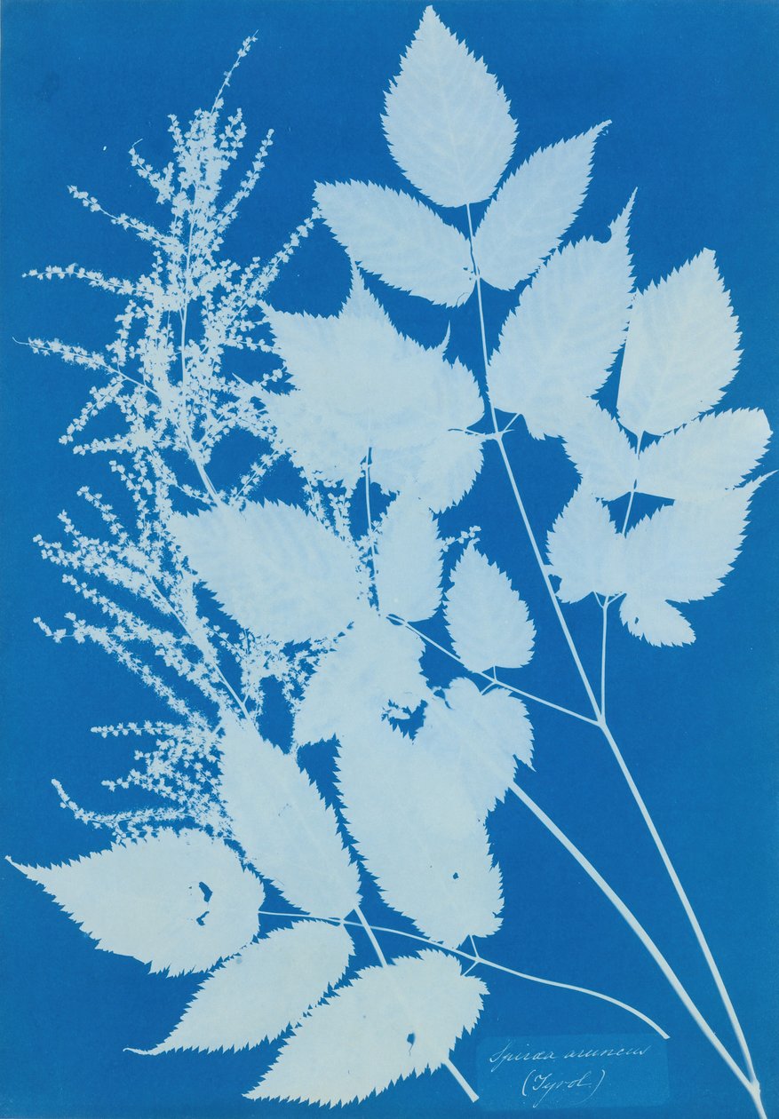 Spiraea arcus Tyrolen, 1851-54. av Anna Atkins