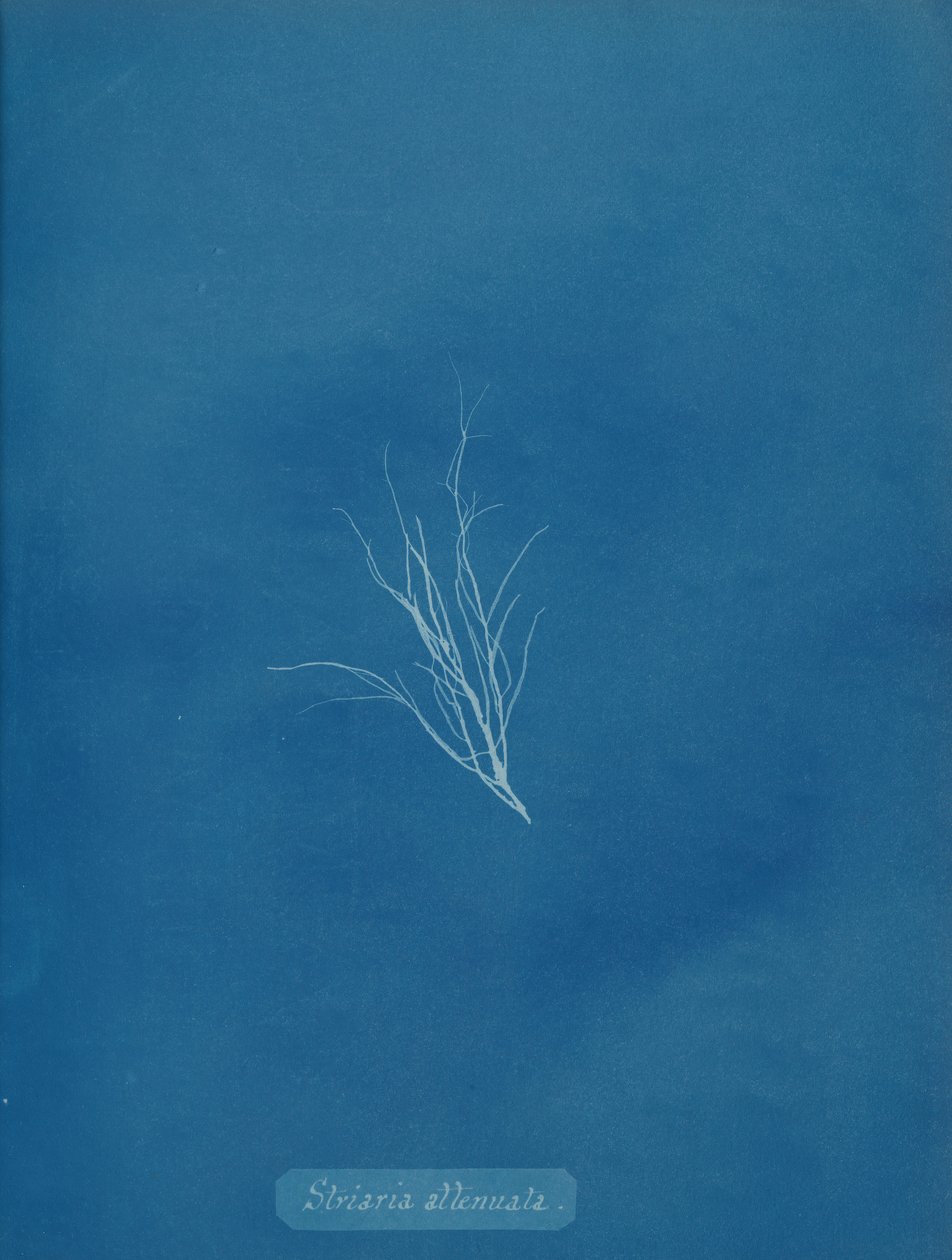 Striaria försvagad, ca. 1853. av Anna Atkins
